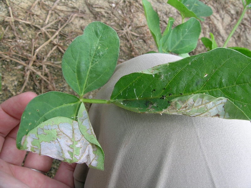 ウコンノメイガ被害1