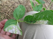 ウコンノメイガ被害1