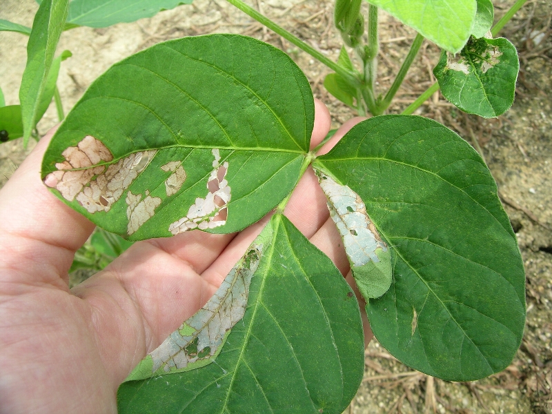 ウコンノメイガ被害2