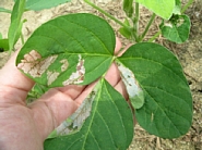 ウコンノメイガ被害2