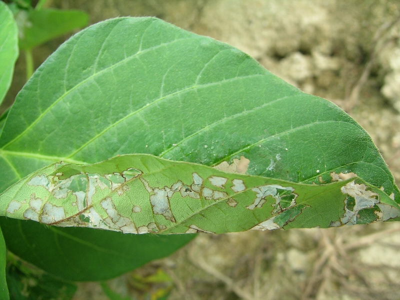 ウコンノメイガ被害3