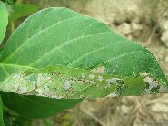 ウコンノメイガ被害3