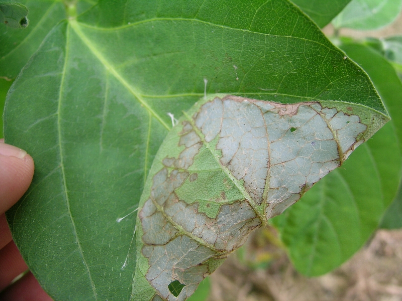 ウコンノメイガ被害4