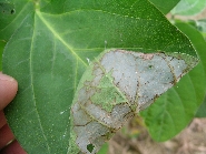 ウコンノメイガ被害4