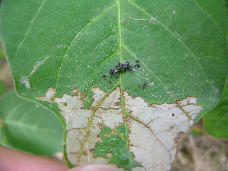 ウコンノメイガ被害5