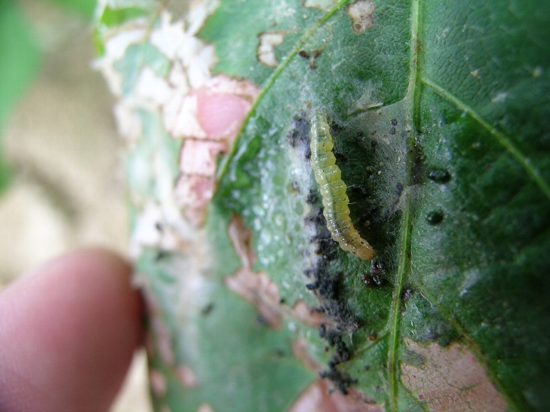 ウコンノメイガ形態1