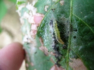 ウコンノメイガ1