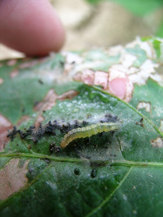 ウコンノメイガ形態2