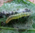 ウコンノメイガ3