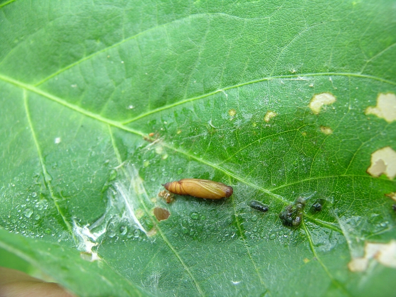 ウコンノメイガ形態4