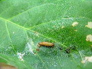 ウコンノメイガ