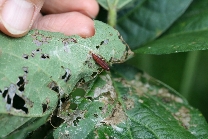 ウコンノメイガ5