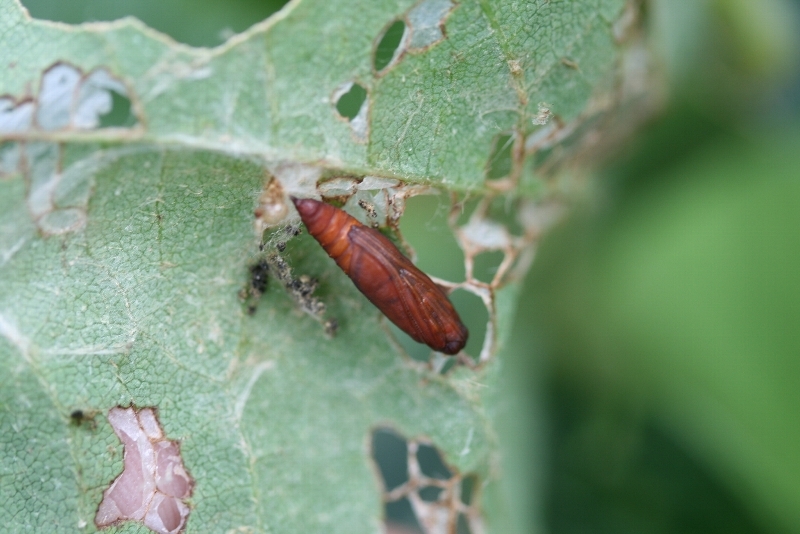 ウコンノメイガ形態6