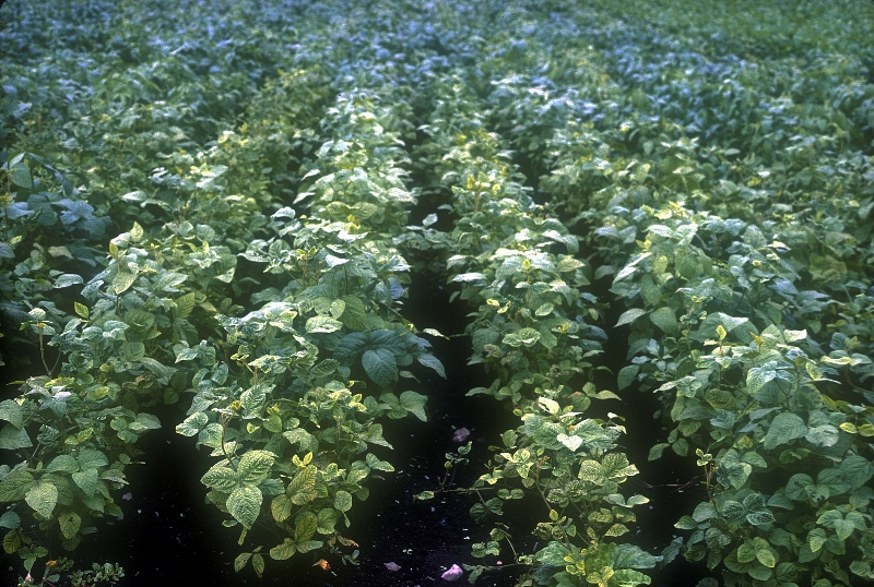 ダイズわい化病病徴1