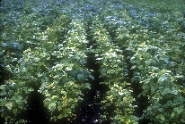 ダイズわい化病病徴の写真1