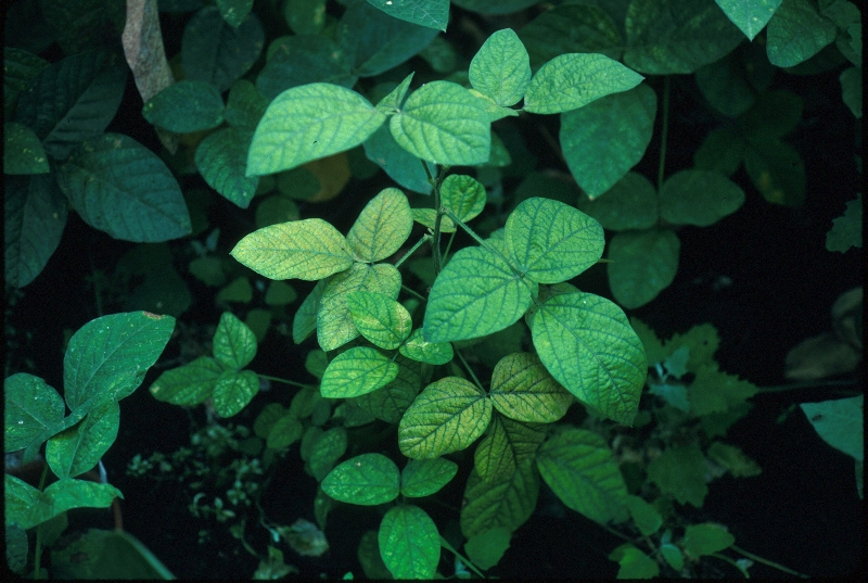 ダイズわい化病 病徴2