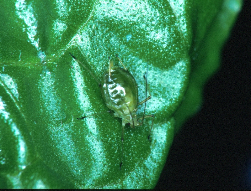 ダイズわい化病 病原1