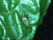 ダイズわい化病病原の写真1