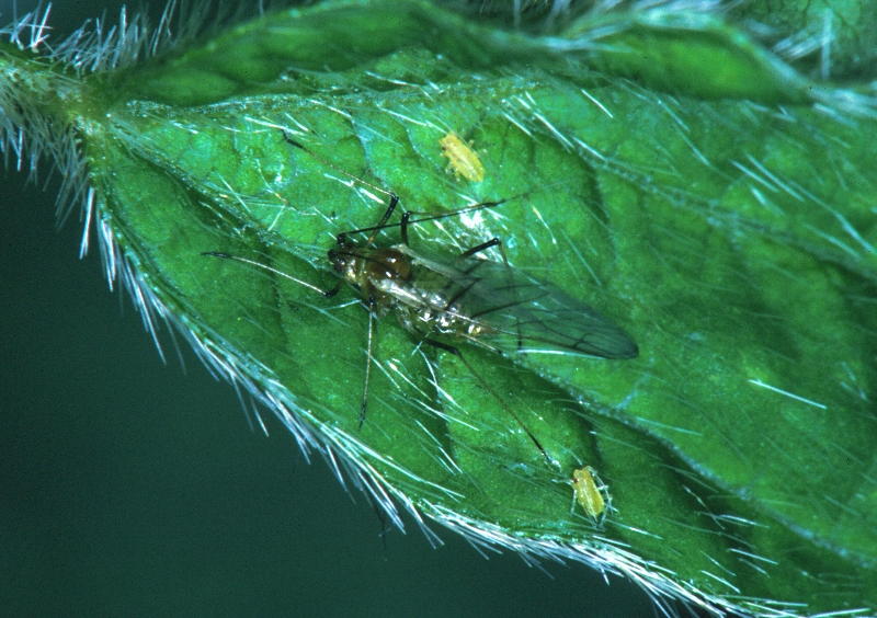 ダイズわい化病 病原2