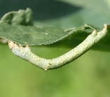 ヨモギエダシャク形態1