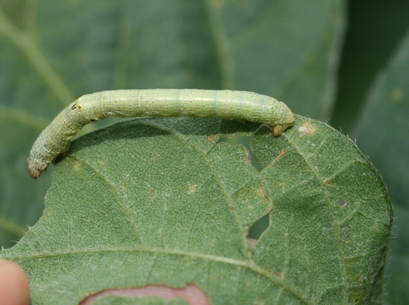 ヨモギエダシャク形態2