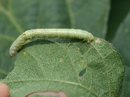 ヨモギエダシャク形態2