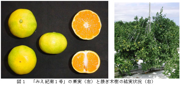 図１　「みえ紀南１号」の果実（左）と接ぎ木樹の結実状況（右）