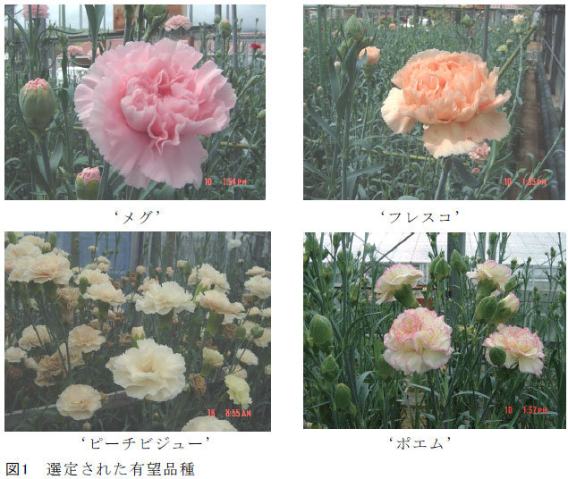 図1 選定された有望品種