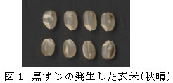 図１　黒すじの発生した玄米(秋晴)