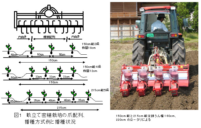 図１　畝立て密植栽培の爪配列、播種方式例と播種状況