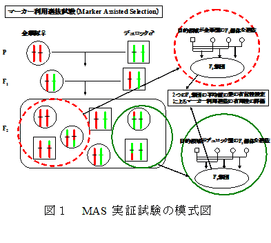 図１　MAS実証試験の模式図