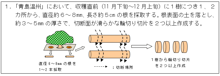 1.「青島温州」において、収穫直前(11月下旬~12月上旬)に1樹につき1、2カ所から、直径約6~8mm、長さ約5cmの根を採取する。根表面の土を落とし、約3~5mmの厚さで、切断面が滑らかな輪切り切片を2つ以上作成する。