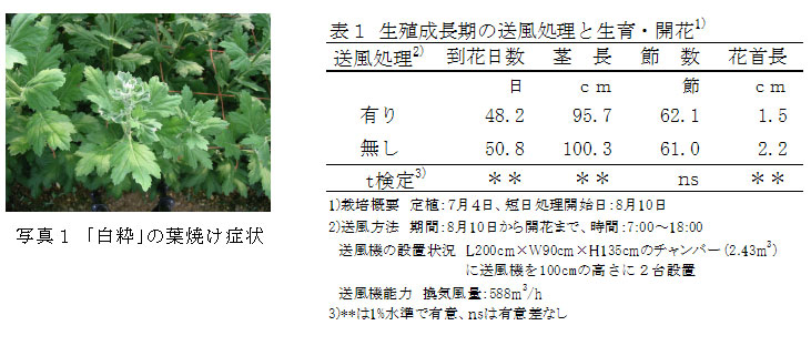 （左）写真１　「白粋」の葉焼け症状　／　（右）表１ 生殖成長期の送風処理と生育・開花1)