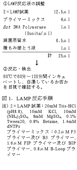 図1．LAMP反応手順