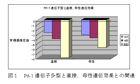 図１　Pit-1遺伝子多型と直接、母性遺伝効果との関連