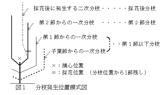 図１ 分枝発生位置模式図
