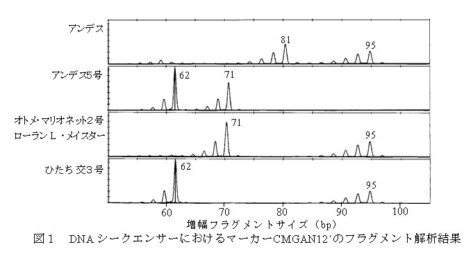 図１　DNAシークエンサーにおけるマーカーCMGAN12´のフラグメント解析結果