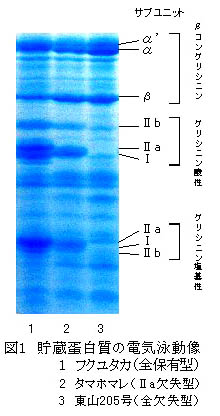 図１　貯蔵蛋白質の電気泳動像