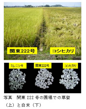 写真　関東222号の圃場での草姿（上）と白米（下）
