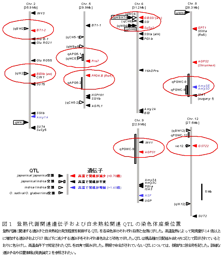 図１ 登熟代謝関連遺伝子および白未熟粒関連QTLの染色体座乗位置