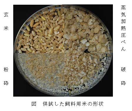 図　供試した飼料用米の形状