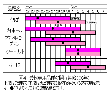 図４　受粉専用品種の開花期（2008年）
