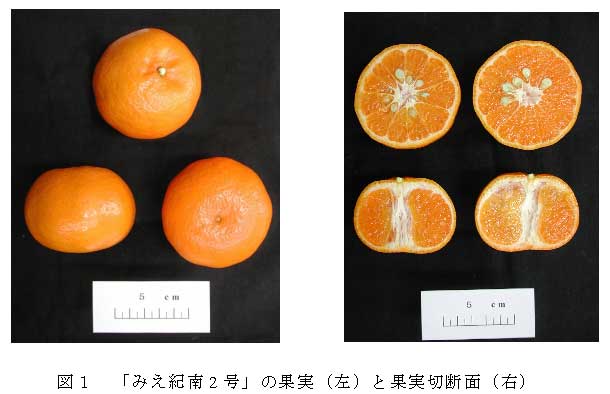 図１　「みえ紀南2号」の果実（左）と果実切断面（右）