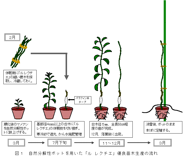 図１　自然分解性ポットを用いた「ル レクチエ」優良苗木生産の流れ