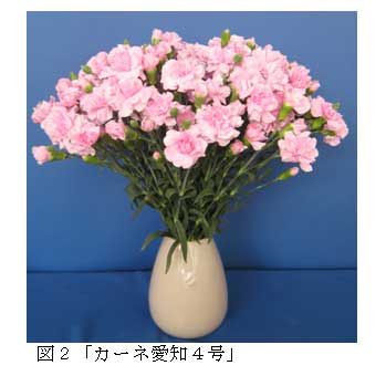 図２「カーネ愛知４号