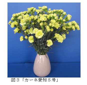 図３「カーネ愛知５号」