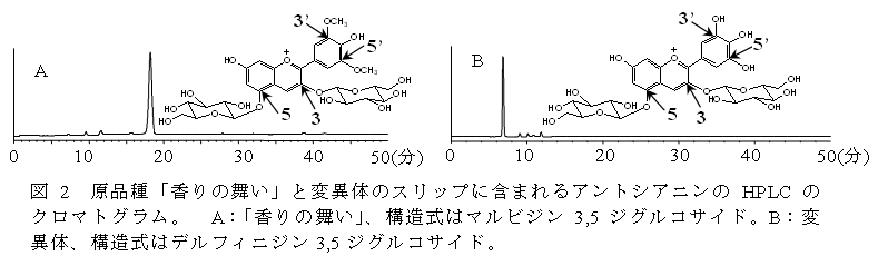 図2　原品種「香りの舞い」と変異体のスリップに含まれるアントシアニンのHPLC のクロマトグラム。
