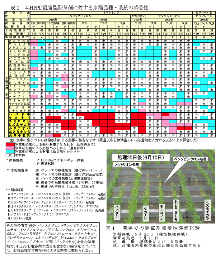 表１　4-HPPD阻害型除草剤に対する水稲品種・系統の感受性