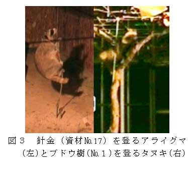 図３　針金（資材№17）を登るアライグマ左）とブドウ樹（№１）を登るタヌキ（右）