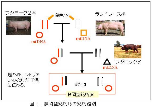 図1.静岡型銘柄豚の銘柄鑑別